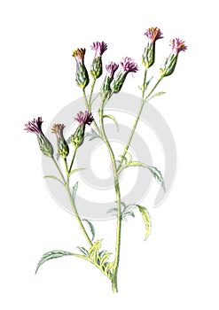 Serratula tinctoria, commonly known as dyer`s plumeless saw-wor the daisy family Asteraceaet     flower. Antique hand drawn field