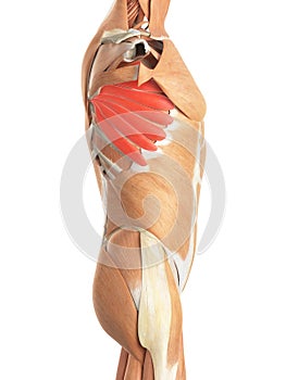 The serratus anterior