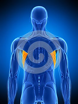 The serratus anterior