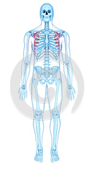The serratus anterior