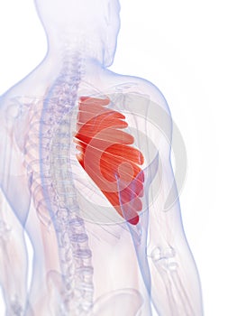 The serratus anterior muscle