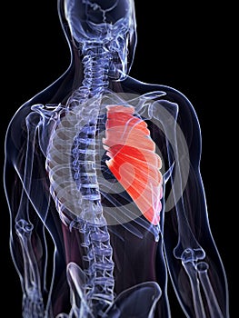 The serratus anterior muscle