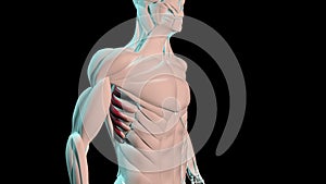 Serratus anterior muscles anatomical position on human body