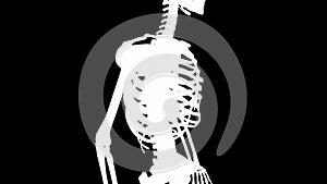 Serratus anterior muscles on skeleton