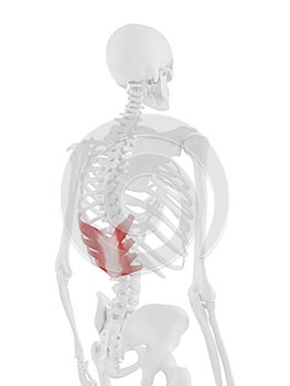 The Serratus Posterior Inferior