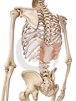 The serratus posterior inferior