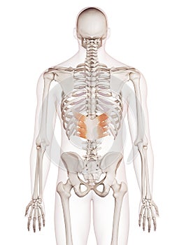 The serratus posterior inferior