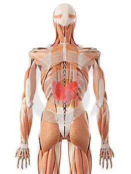 The serratus posterior inferior