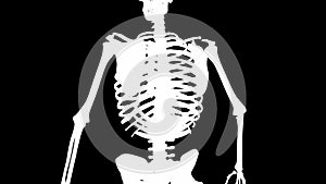 Serratus posterior inferior muscles on skeleton