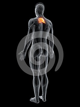 The serratus posterior superior