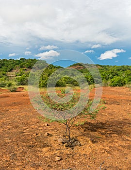 Sertao landscape in the countryside of Oeiras, Piaui Northeast Brazil photo