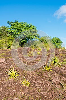 Sertao landscape - Macambira Encholirium Spectabile a type of bromelia endemic from Brazil in the countryside of Oeiras