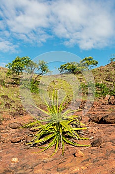 Sertao landscape - Macambira Encholirium Spectabile a type of bromelia endemic from Brazil in the countryside of Oeiras, Piaui