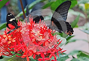 The Sertoma Butterfly House and Marine Cove in Sioux Falls, South Dakota is a Year-Round Tropical oasis with indoor garden