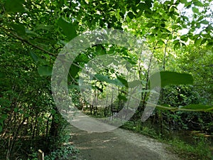 Sertoma Park Nature Walk