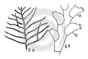 Sertularia Hydroid, vintage illustration