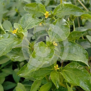 Seruni jalar /Chrysanthemum Plant & x28;Sphagneticola trilobata L.& x29;