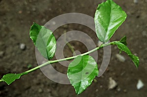 Serut leaf