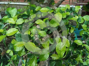 The Serut plant or Streblus asper is used to make bonsai. The beautiful green leaves are clustered