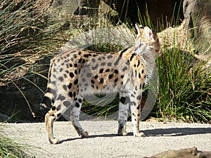 Serval photo