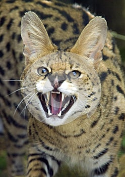 Serval photo