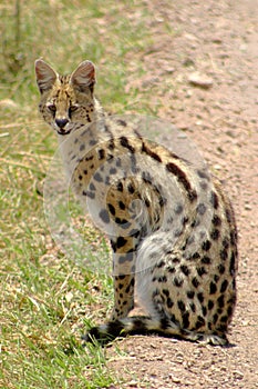 Serval photo