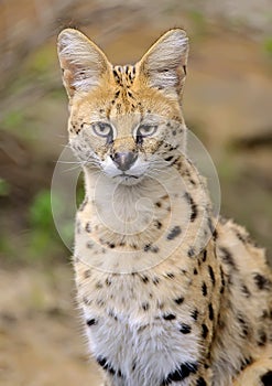 Serval photo