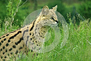 Serval 2 photo