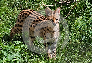 Serval photo