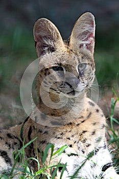 Serval photo