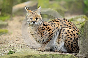 Serval