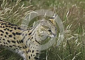 Serval photo