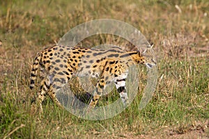 Serval