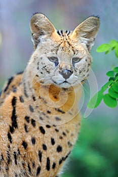 Serval