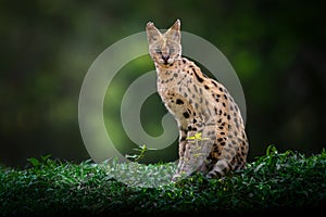 Serval - African wild cat