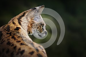 Serval - African wild cat