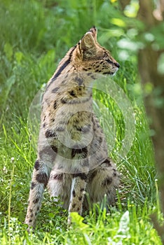 Serval, animal