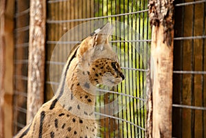 Serval Boise Zoo