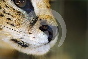 serval ca, focus on the nose photo