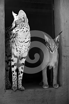 Serval and caracal cat