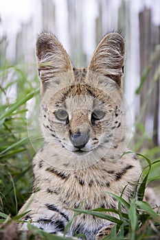 Serval and caracal cat