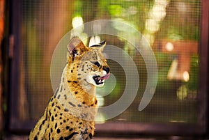 serval cat