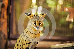 serval cat