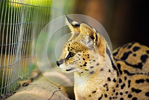 serval cat