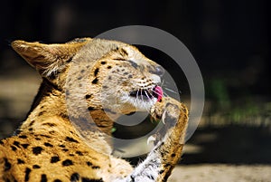 serval cat