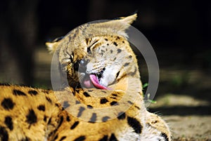 serval cat