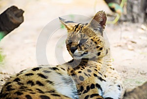 serval cat