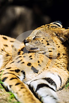 serval cat