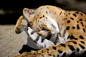 serval cat