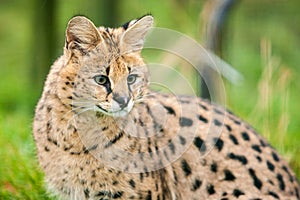 Serval Cat